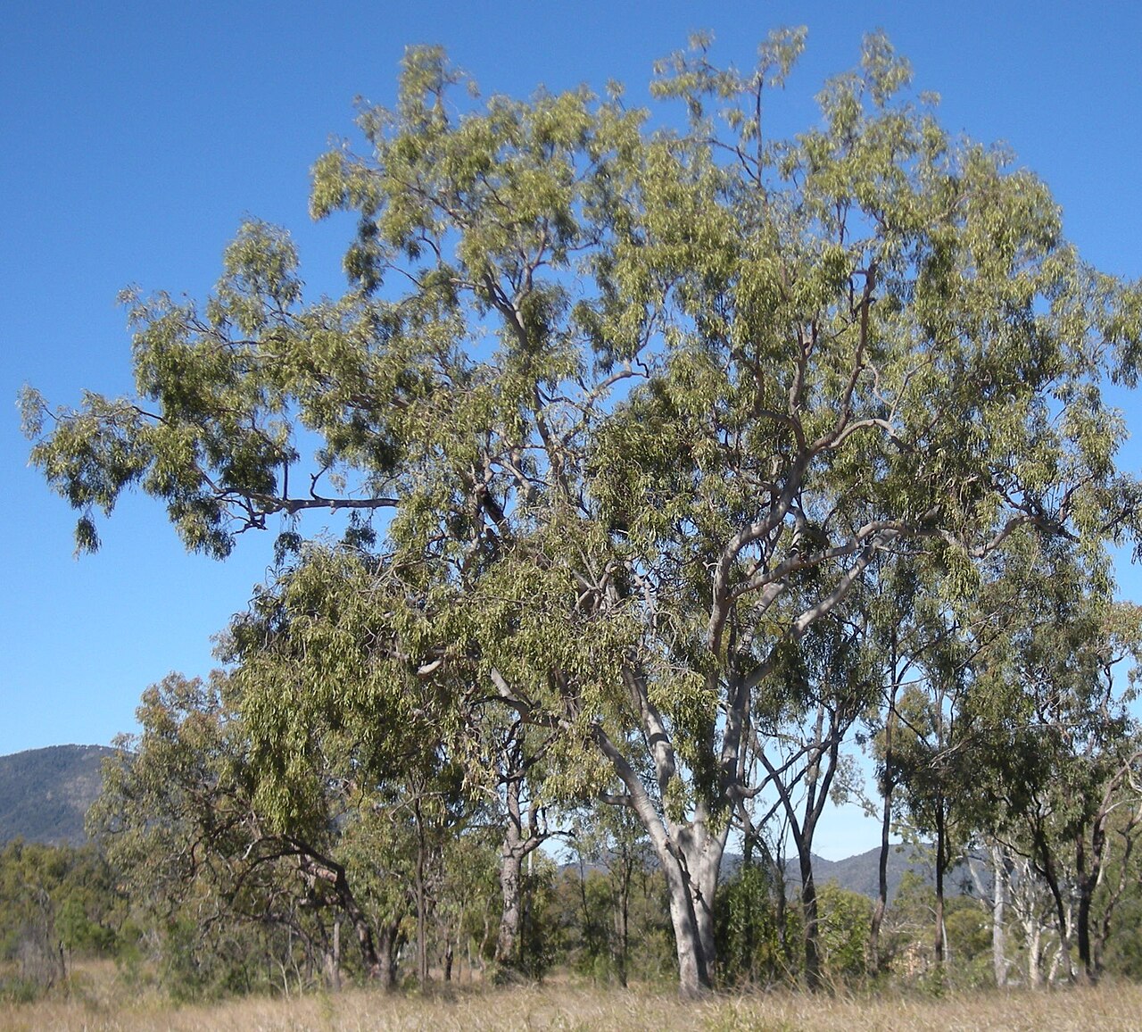 Corymbia dallachiana: Corymbia dallachiana tree, coastal Central Queensland
