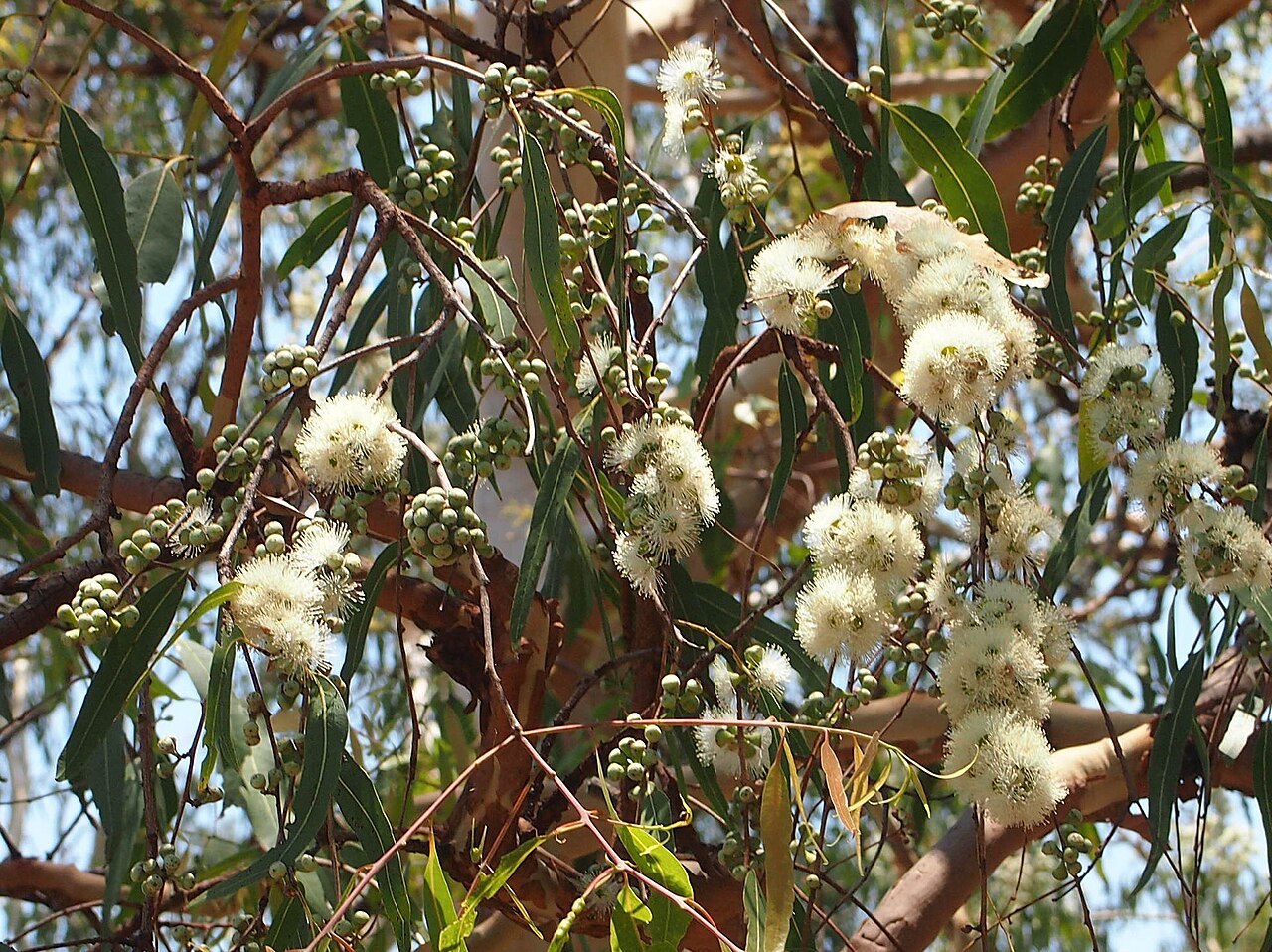Corymbia dallachiana: Corymbia dallachiana flowers
