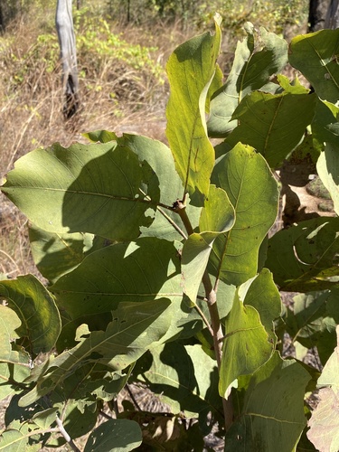 Corymbia disjuncta (Corymbia disjuncta)