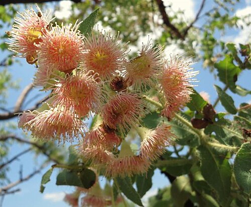 Corymbia dunlopiana: Flowers of Corymbia dunlopiana near Edith Falls, Nitmiluk, Northern Territory