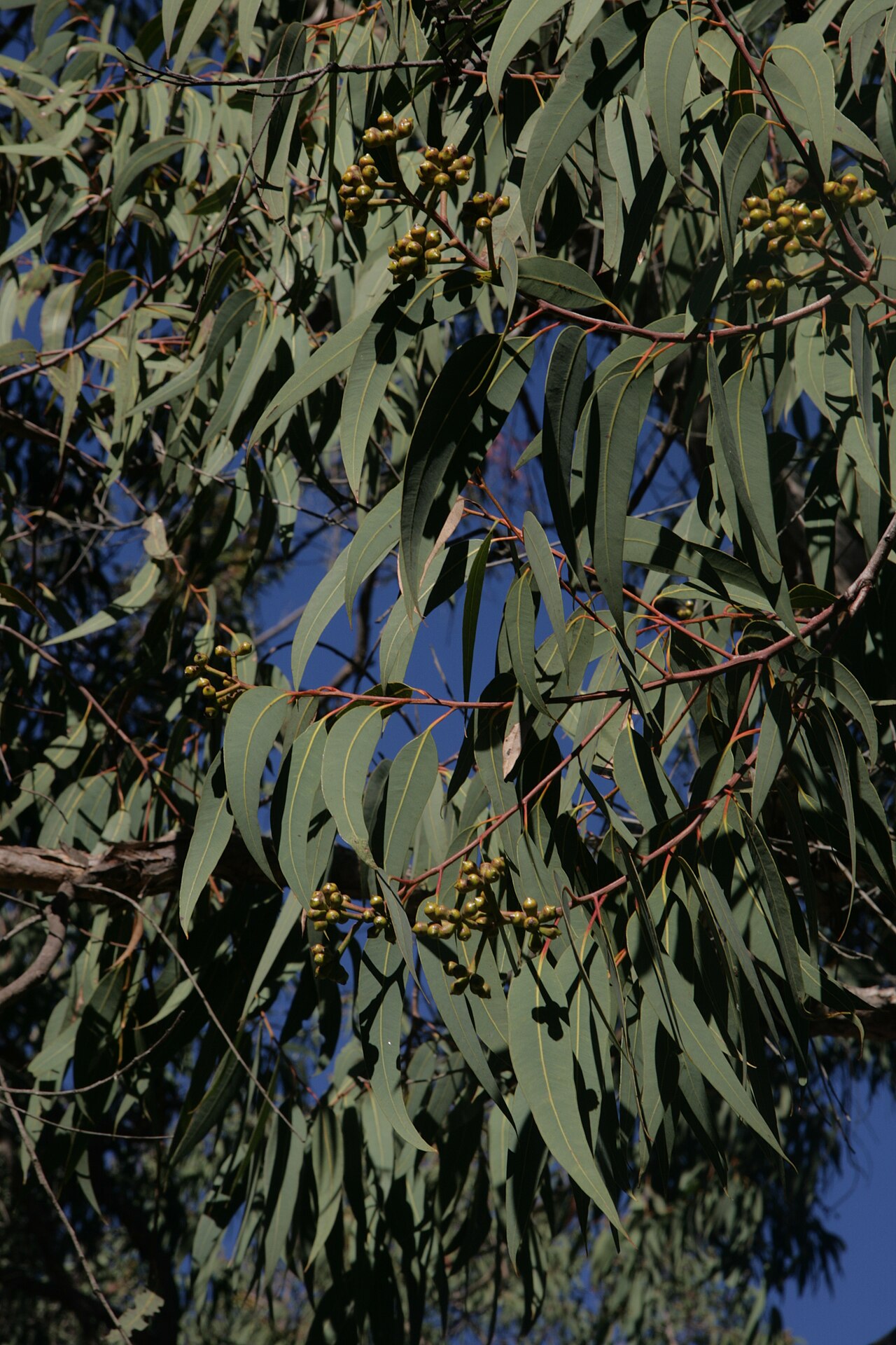 Yellow bloodwood: Corymbia eximia leaves and developing buds, Arcadia, Sydney