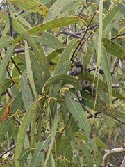 Yellow bloodwood (Corymbia eximia)