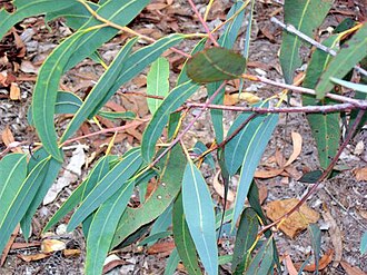 Yellow bloodwood: Corymbia exemia leaves at Galston Gorge NSW, Australia