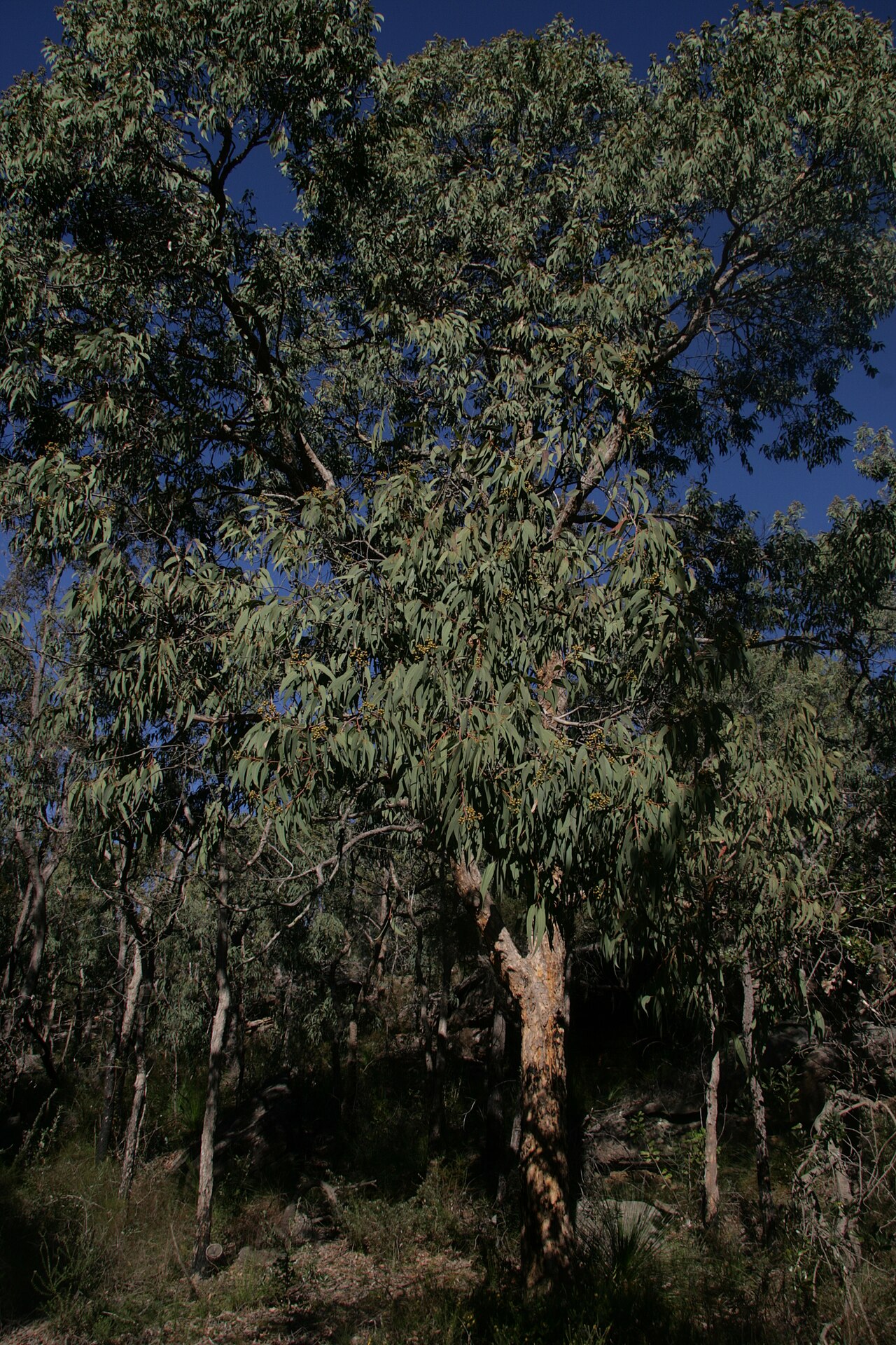 Yellow bloodwood: Corymbia eximia (habit), Arcadia, Sydney