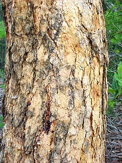 Yellow bloodwood: Yellow Bloodwood, Corymbia exemia at Galston Gorge