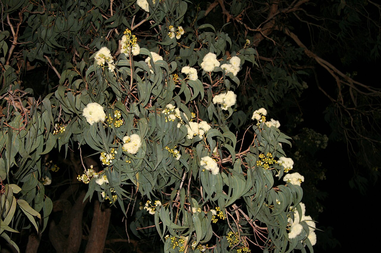 Yellow bloodwood: Corymbia eximia cultivated as street tree in Wellington St Rozelle, in late bud as flowerheads begin to open