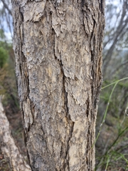 Yellow bloodwood (Corymbia eximia)