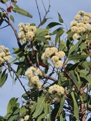 Yellow bloodwood (Corymbia eximia)