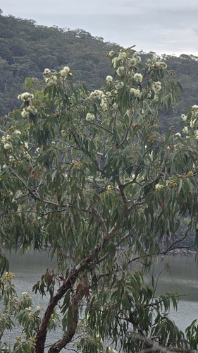 Yellow bloodwood (Corymbia eximia)