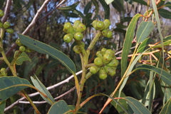 Yellow bloodwood (Corymbia eximia)