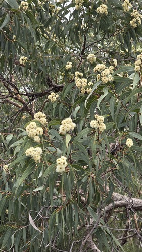 Yellow bloodwood (Corymbia eximia)