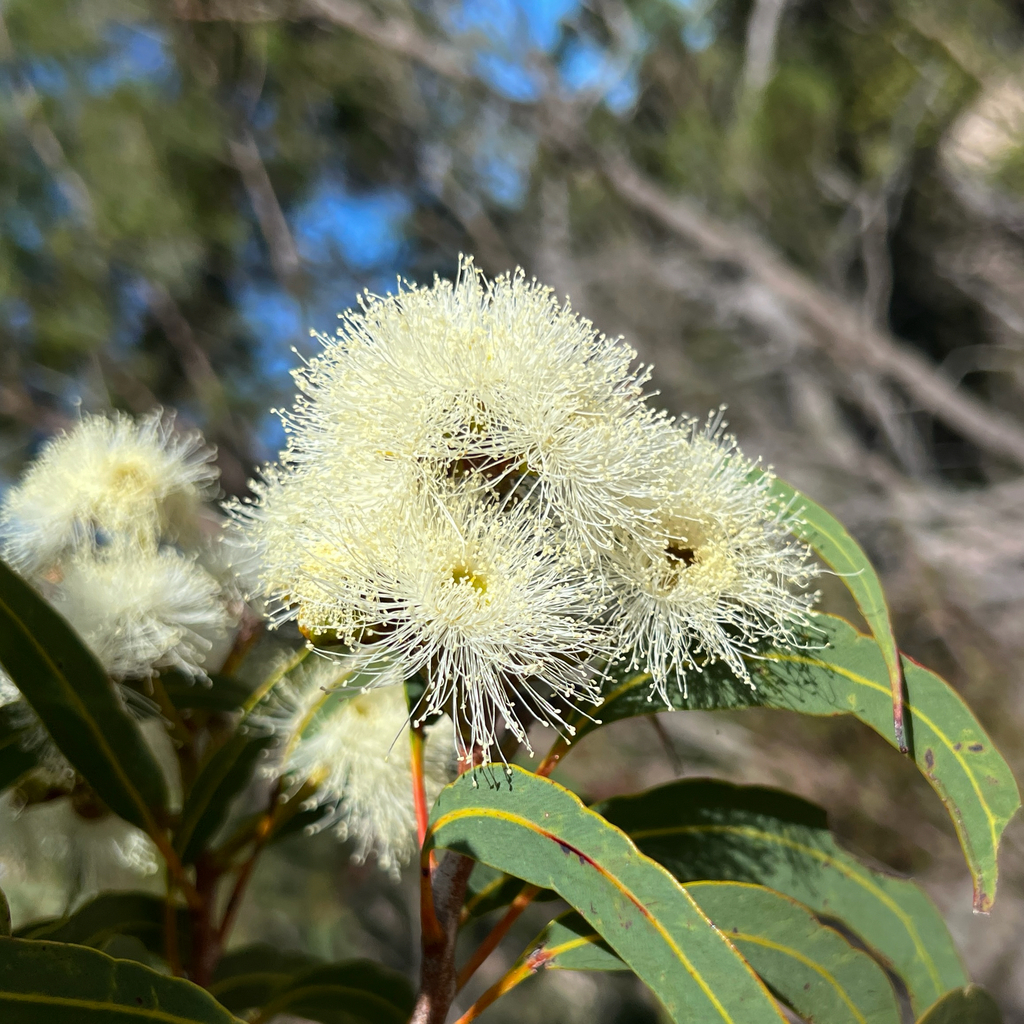 Yellow bloodwood (Corymbia eximia)