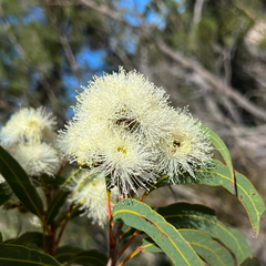 Yellow bloodwood (Corymbia eximia)