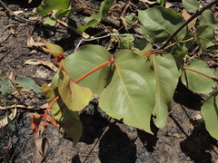 Corymbia ferruginea (Corymbia ferruginea)