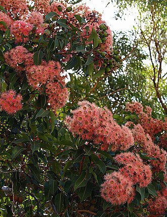 Redflower gum: Corymbia ficifolia The Red Flowering Gum