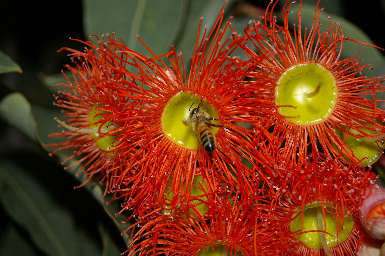 Redflower gum: Apis mellifera (European bee) feeding on nectar from a Corymbia ficifolia (Red Flowering Gum) flower.