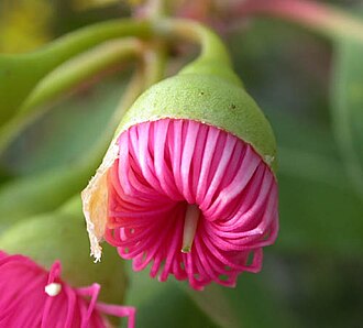 Redflower gum: Botón floral