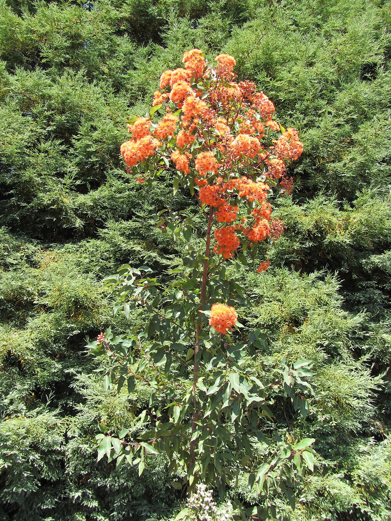 Redflower gum: Young tree against a backdrop of Sequoia sempervirens.