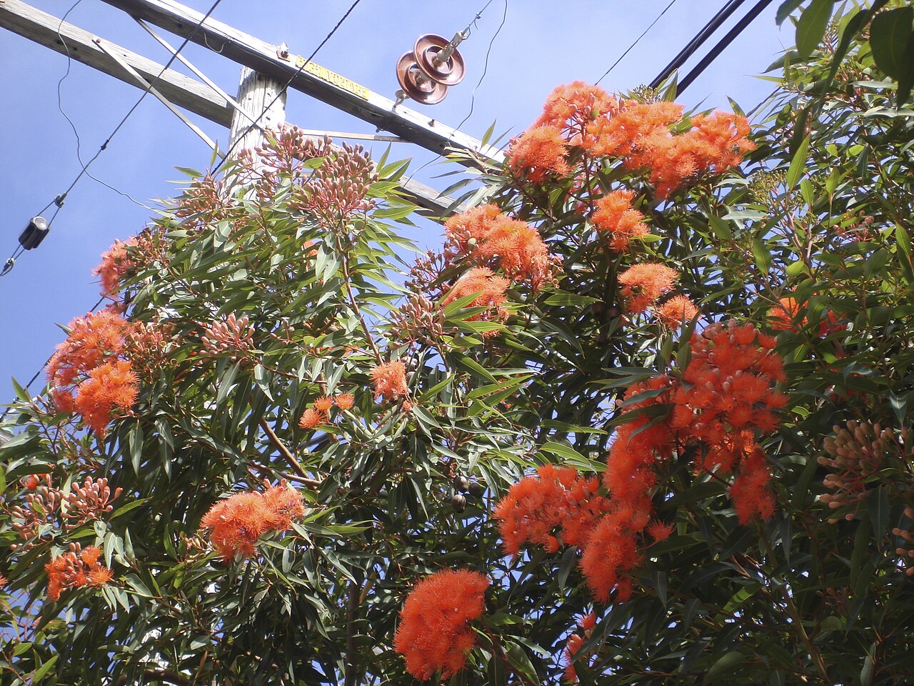 Redflower gum: Widely planted as a street tree in San Francisco.