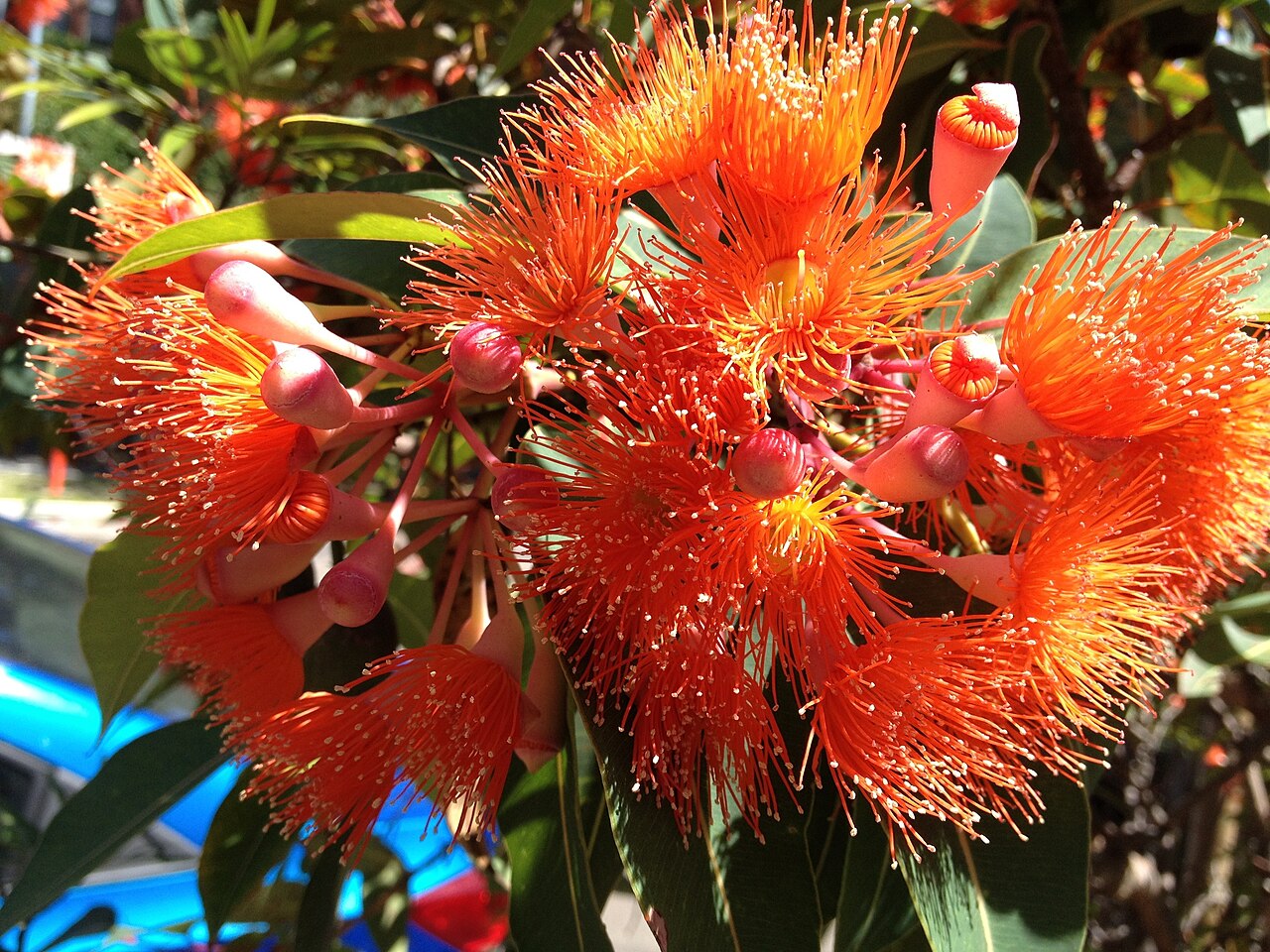 Redflower gum: Eucalyptus ficifolia