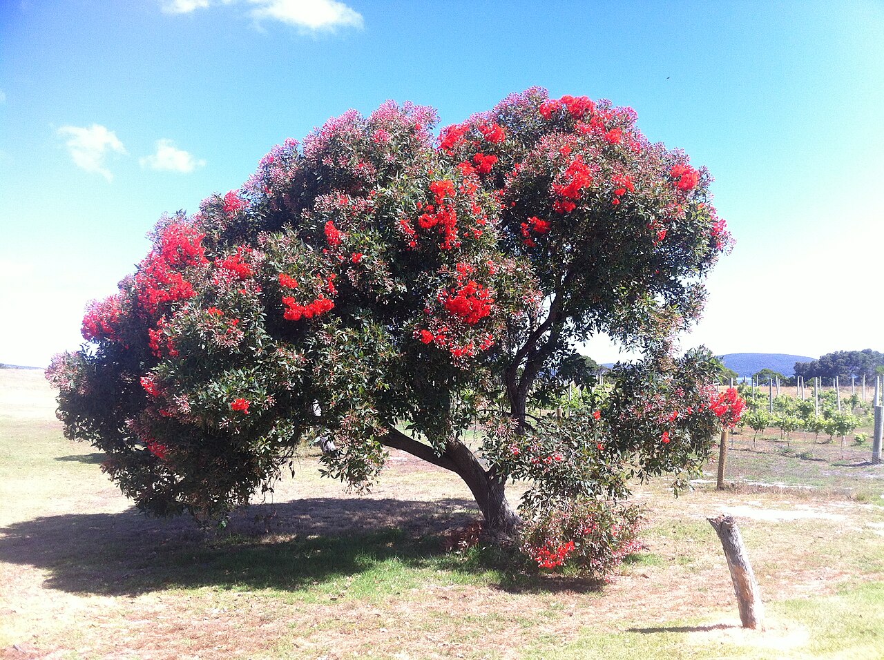 Redflower gum: Corymbia ficifolia in Albany, Western Australia
