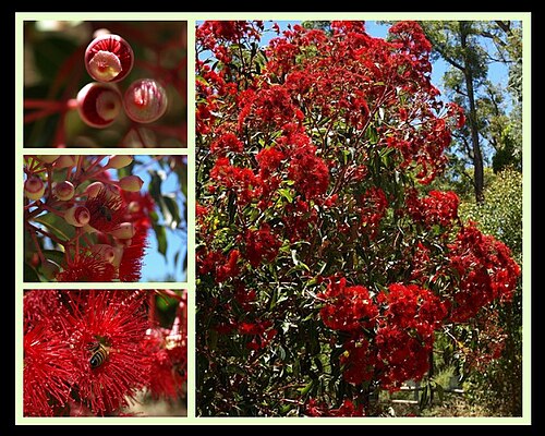 Redflower gum: Corymbia ficifolia is one of around 80 eucalypts which were transferred in 1995 from the genus Eucalyptus to the newly created genus Corymbia. The species was f