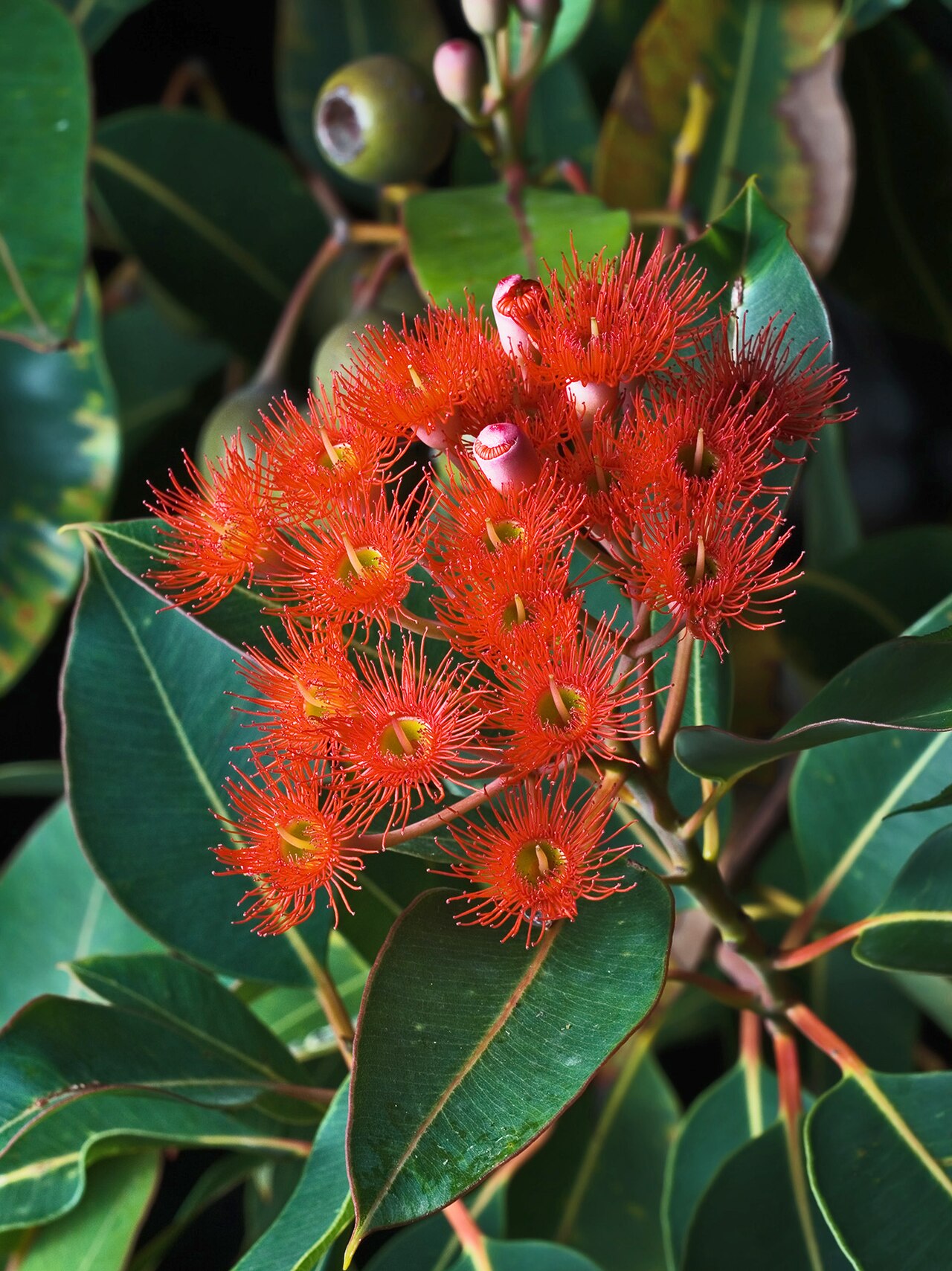 Redflower gum: Flowering Corymbia ficifolia , Austins Ferry , Tasmania , Australia