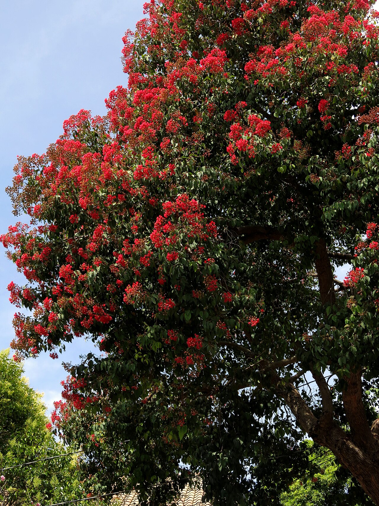 Redflower gum: Rotblühender Eukalyptusbaum, auch Corymbia ficifolia genannt als Gartengehölz in Berkeley/California
