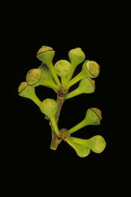 Corymbia grandifolia: Flower buds of Corymbia grandifolia