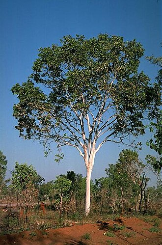Corymbia grandifolia: Corymbia grandifolia south of Katherine, Northern Territory
