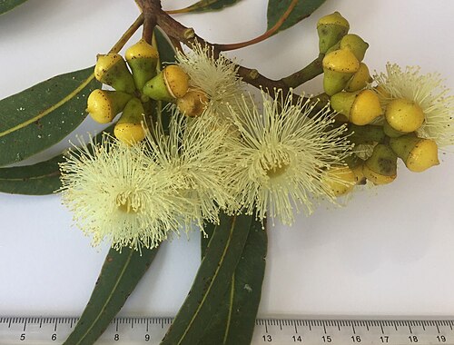 Red bloodwood: Inflorescence of Corymbia eximia (Yellow bloodwood), Port Hacking NSW Australia