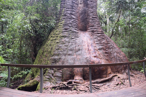 Red bloodwood (Corymbia gummifera)