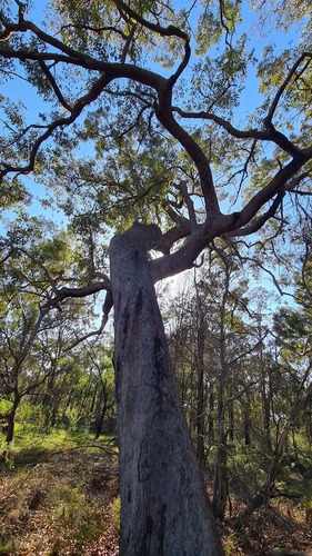 Red bloodwood (Corymbia gummifera)