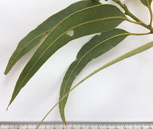 Red bloodwood: Adult leaves of Corymbia eximia (Yellow bloodwood), Port Hacking NSW Australia