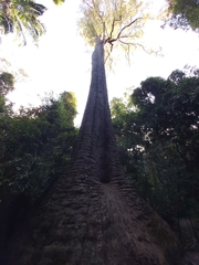 Red bloodwood (Corymbia gummifera)