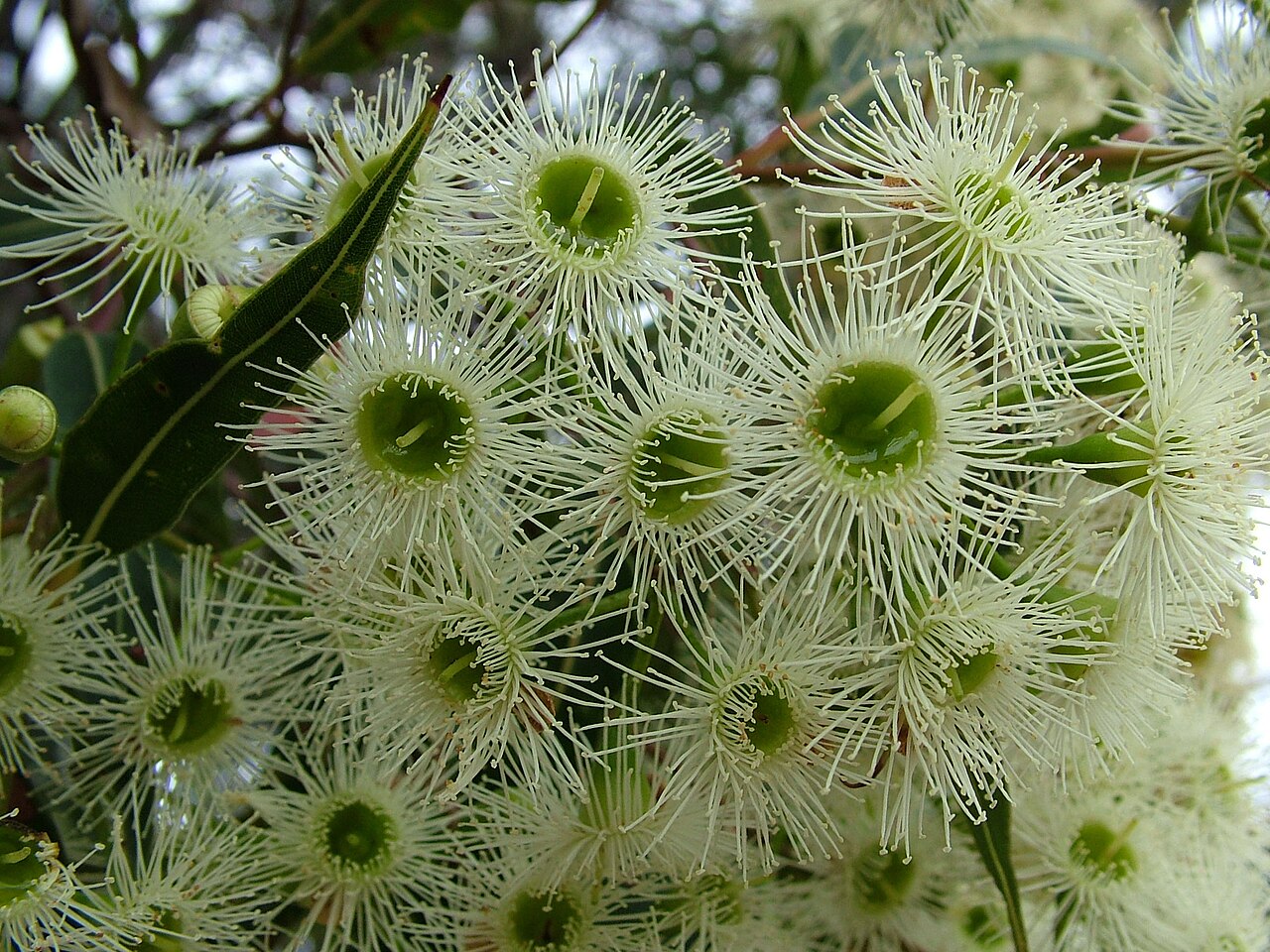 Red bloodwood: Corymbia gummifera (Red Bloodwood) flowers, Mallacoota, Victoria, Australia, Feb 2007