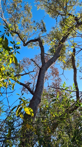 Red bloodwood (Corymbia gummifera)