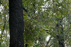Red bloodwood (Corymbia gummifera)