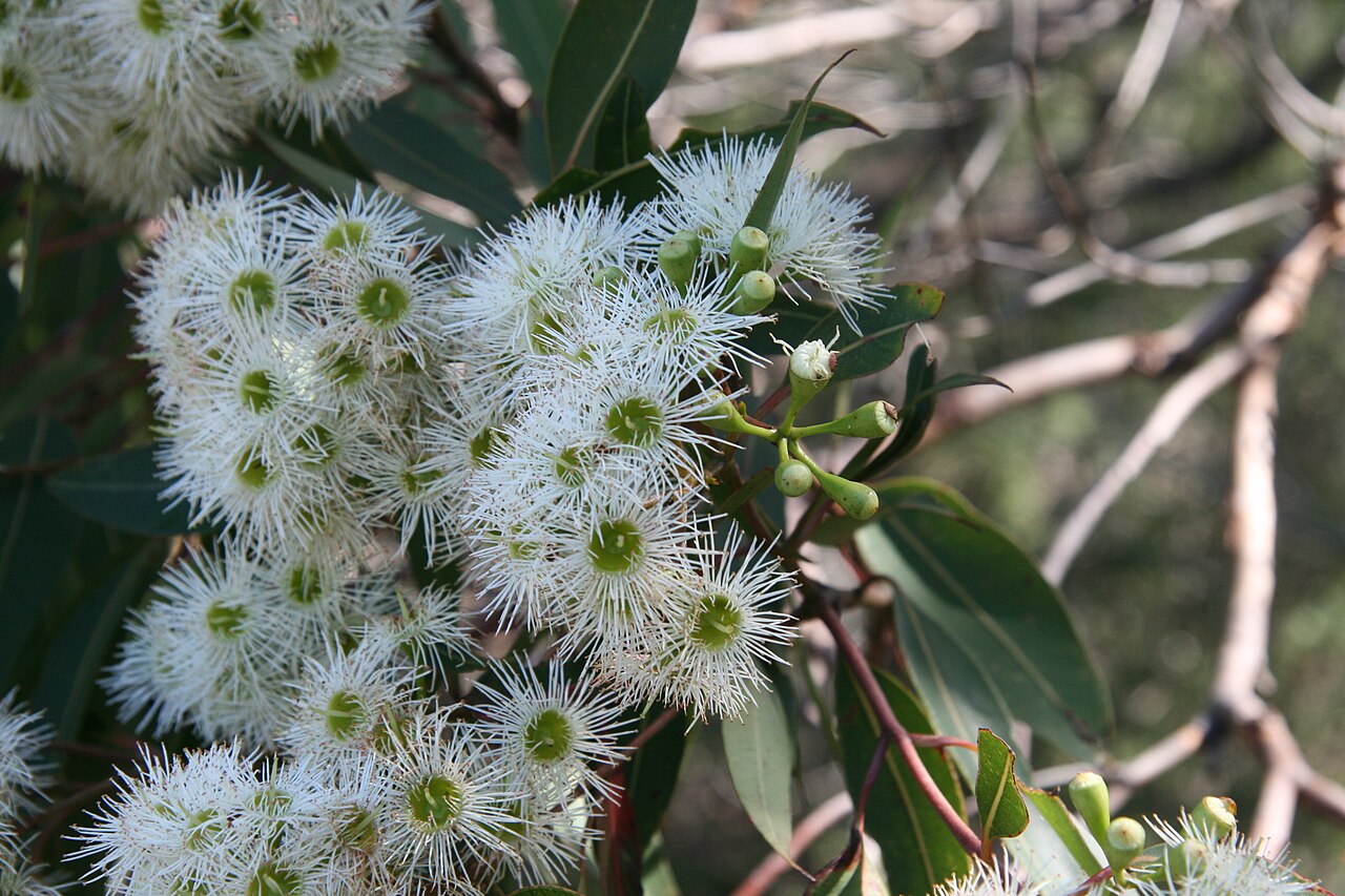 Red bloodwood: Corymbia gummifera in flower