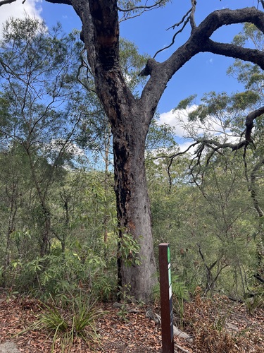 Red bloodwood (Corymbia gummifera)