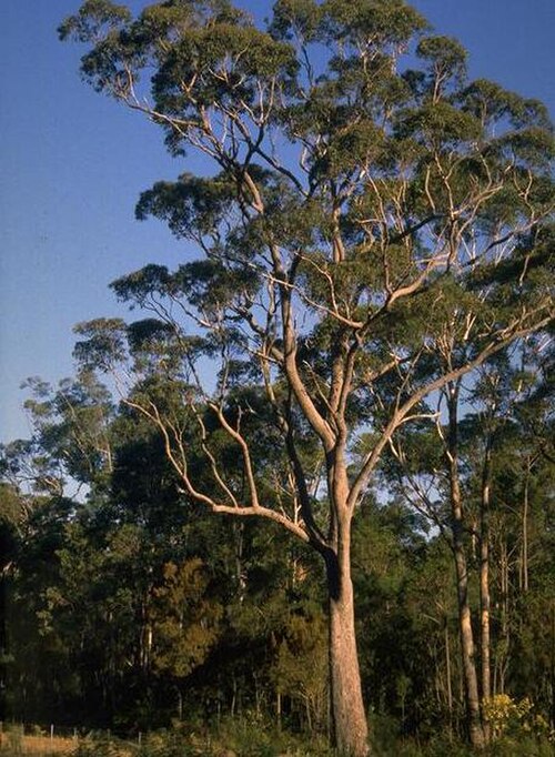 Red bloodwood: Corymbia gummifera