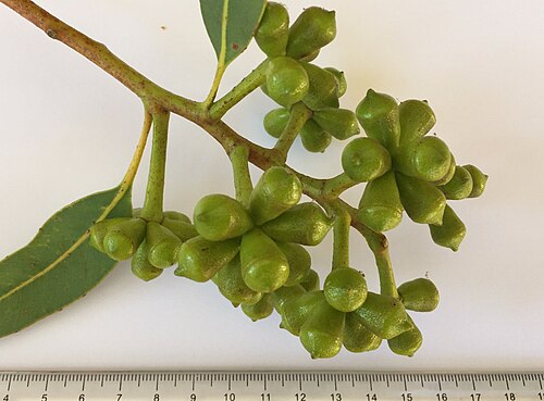 Red bloodwood: Buds of the yellow bloodwood (Corymbia eximia), Port Hacking NSW Australia