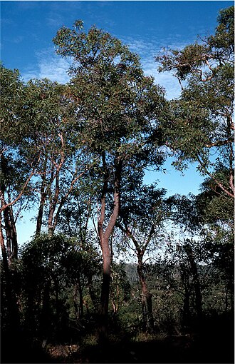 Mountain marri: Corymbia haematoxylon