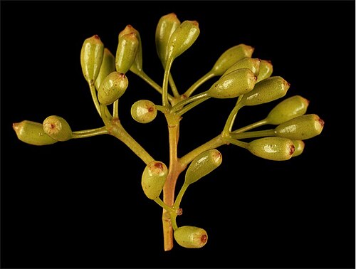 Mountain marri: Flower buds of Corymbia haematoxylon