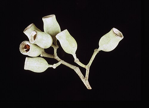 Corymbia hylandii: Fruit of Corymbia hylandii