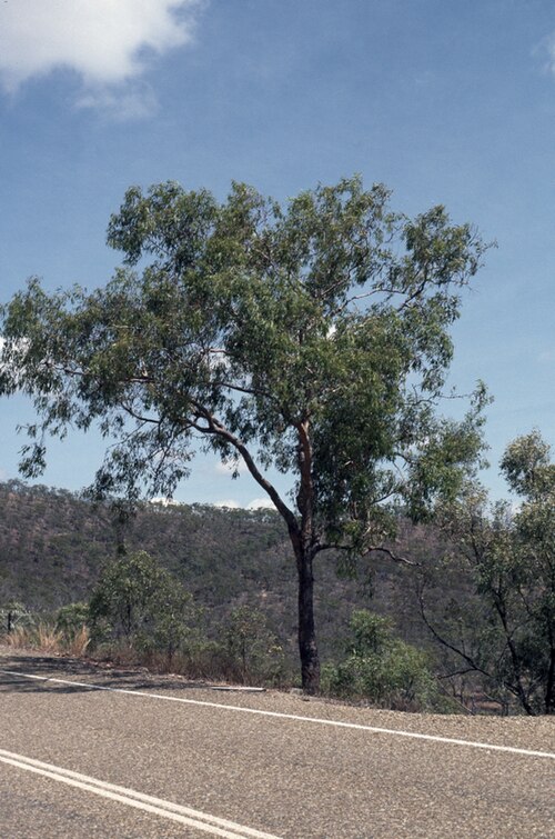 Corymbia hylandii: Corymbia hylandii growing alongside a road