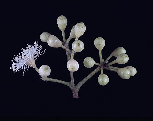 Corymbia hylandii: Flower buds of Corymbia hylandii