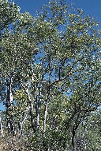 Corymbia jacobsiana: Corymbia jacobsiana north of Pine Creek, Northern Territory