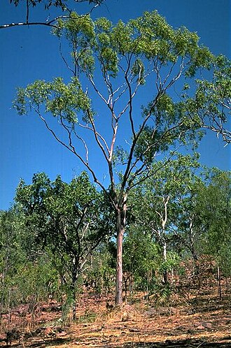 Corymbia kombolgiensis: Corymbia kombolgiensis west of George Creek, Western Australia