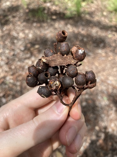 Corymbia latifolia (Corymbia latifolia)